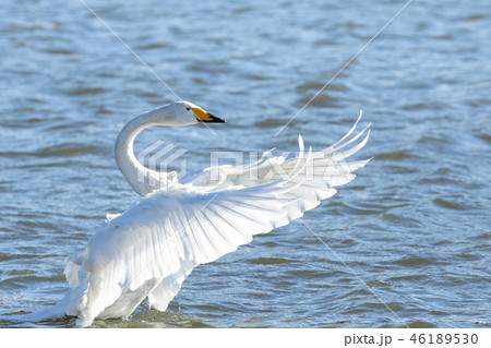 羽を広げる白鳥の写真素材 [46189530] - PIXTA