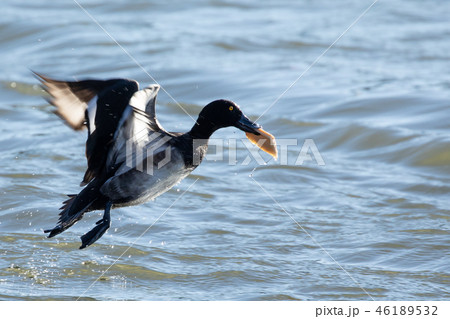 パンをくわえて飛び立つキンクロハジロ パンをくわえて飛び立つキンクロハジロ 46189532