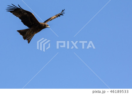 青空を飛ぶ鳶 青空を飛ぶ鳶 46189533