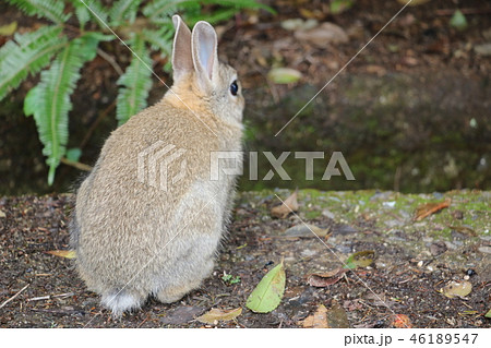 広島 大久野島の子ウサギ 後ろ姿の写真素材