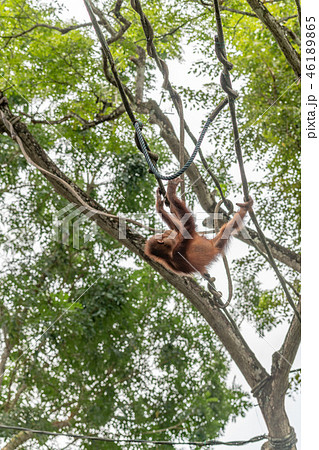 木の上で遊ぶオランウータンの写真素材 [46189865] - PIXTA