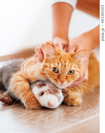 cute ginger cat lying on floor with toy 46190205
