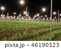 電照菊｜Densyogiku 46190323