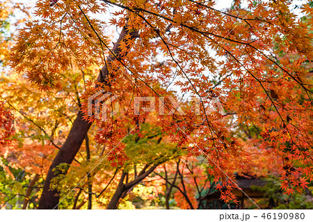日本の秋 六義園の紅葉 日本の秋 六義園の紅葉 46190980