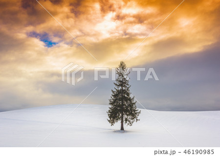 Biei, Japan at the Christmas Tree Biei, Japan at the Christmas Tree 46190985