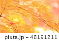 紅葉｜autumn leaves 46191211