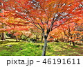 紅葉｜autumn leaves 46191611