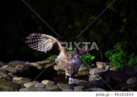 狩りをするシマフクロウ 狩りをするシマフクロウ 46191654