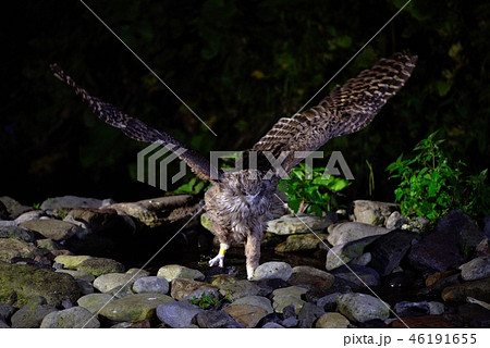狩りをするシマフクロウ 46191655