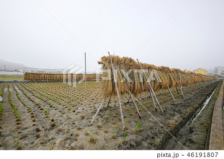 稲架｜Hazakake 46191807