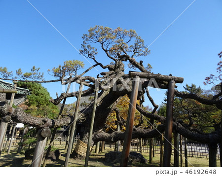 大光院の黒松 大光院の黒松 46192648