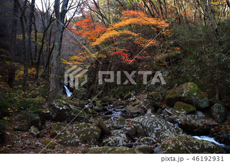 ロマンチック茨城（荒々しく流れる清流の谷間にも鮮やかな秋はやって来る。）北茨城市、花園渓谷 46192931