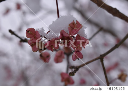 雪が積もる桃色の花 雪が積もる桃色の花 46193196