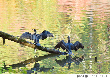 カワウ カワウ 46193401