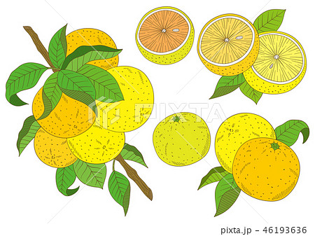 グレープフルーツのイラストのイラスト素材