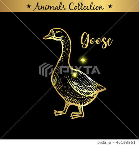 Golden and royal Hand Drawn Emblem of farm Goose animal. Butchery shop branding, meat products. 46193861