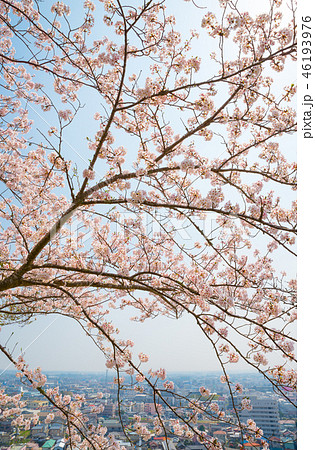 満開の桜と千葉県の街並み （千葉県東金市山王台公園から） 2018年3月撮影 46193976