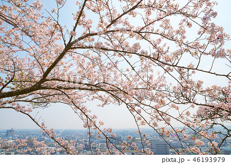 満開の桜と千葉県の街並み （千葉県東金市山王台公園から） 2018年3月撮影 46193979