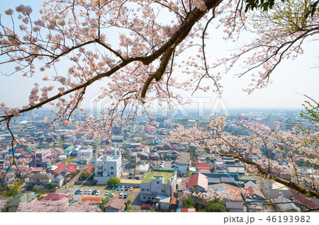 満開の桜と千葉県の街並み （千葉県東金市山王台公園から） 2018年3月撮影 46193982