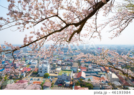 満開の桜と千葉県の街並み (千葉県東金市山王台公園から) 2018年3月撮影 満開の桜と千葉県の街並み (千葉県東金市山王台公園から) 2018年3月撮影 46193984