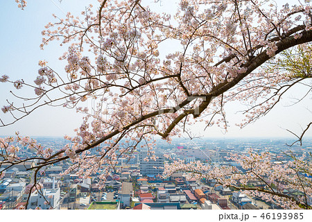 満開の桜と千葉県の街並み （千葉県東金市山王台公園から） 2018年3月撮影 46193985