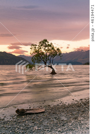Alone tree in Wanaka water lake 46194471
