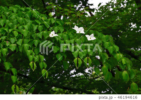 ヤマボウシ 46194616