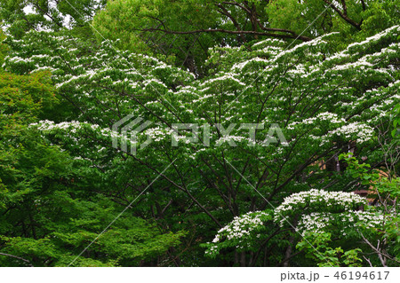 ヤマボウシ ヤマボウシ 46194617