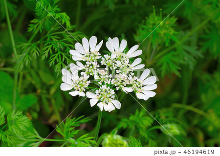ホワイトレースフラワー ホワイトレースフラワー 46194619