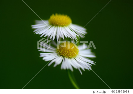 ヒメジョオン（ボカシ効果） 46194643
