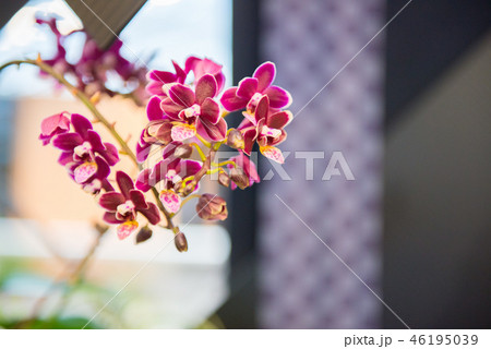 花 フラワー お花 46195039