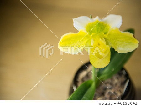 花 フラワー お花 46195042