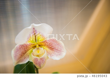 花 フラワー お花 46195043