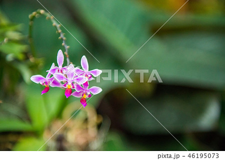 花 フラワー お花 46195073