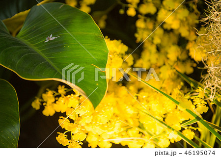 花 フラワー お花 46195074
