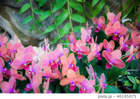 花 フラワー お花 46195075