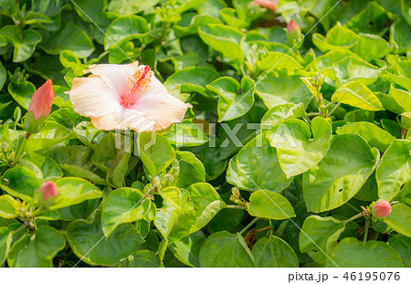 花 フラワー お花 46195076