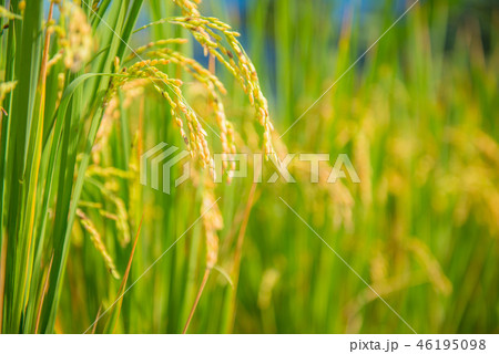 花 フラワー お花 46195098