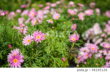 花 フラワー お花 46195126