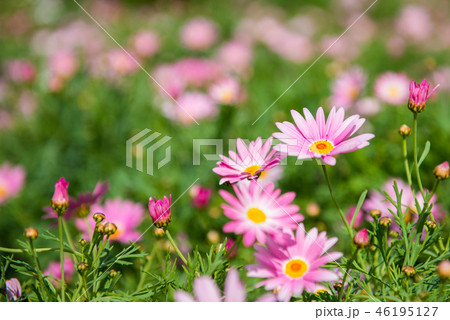 花 フラワー お花 46195127