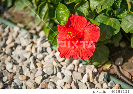 花 フラワー お花 46195131