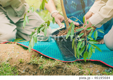 The provincial governor and his wife plant a tree  46195684