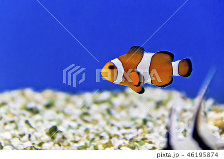 Aquarium fishes in salt water Aquarium fishes in salt water 46195874
