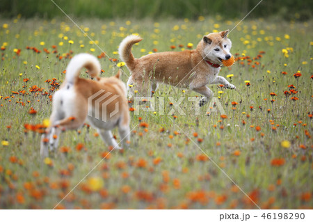 野原で遊ぶ柴犬 野原で遊ぶ柴犬 46198290
