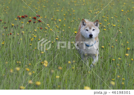 野原で遊ぶ柴犬 野原で遊ぶ柴犬 46198301