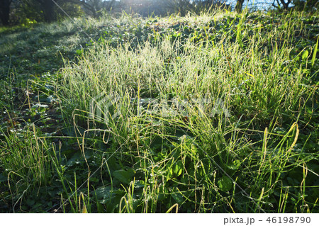 冬の朝の雑草の写真素材