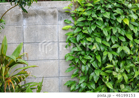 ブロック塀のピーパチ 46199153
