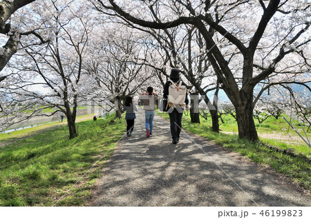 花見家族 46199823