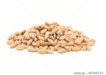 スペルト小麦（ファッロ）: Spelt (Farro) 46200233