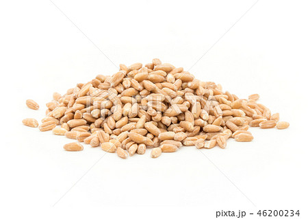 スペルト小麦(ファッロ): Spelt (Farro) スペルト小麦(ファッロ): Spelt (Farro) 46200234